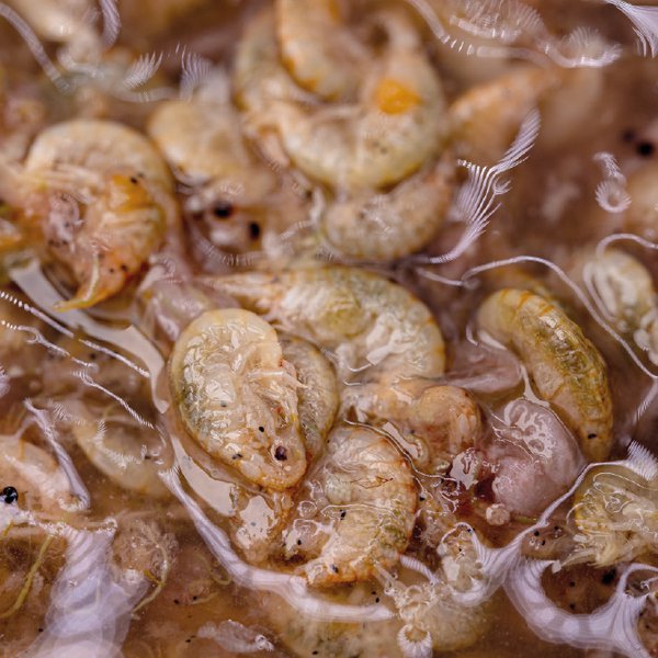Brine Shrimp & Gammarus