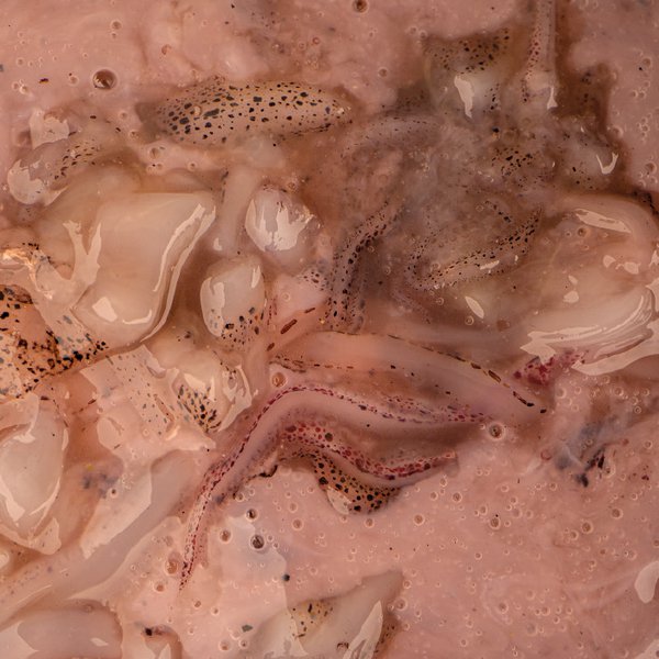 Salted Squid