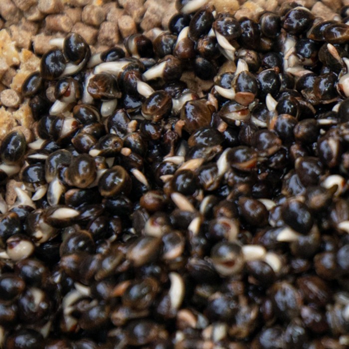 Frenzied Hempseed Can - Multiple Variants