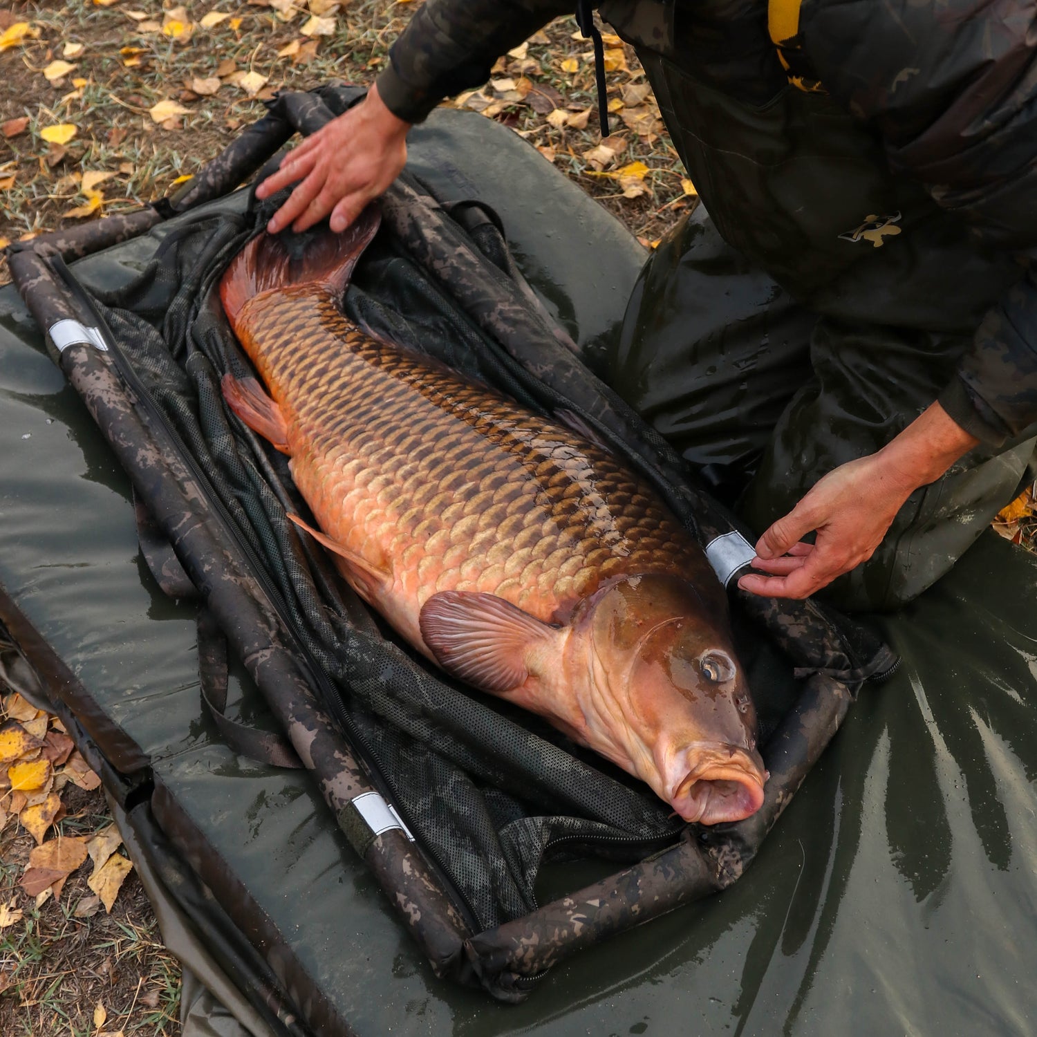 Carp Care