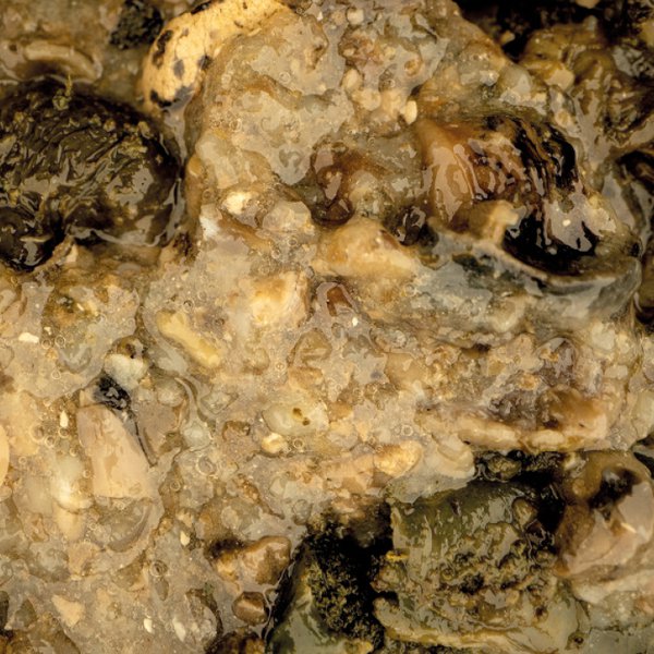 Mussel Blend